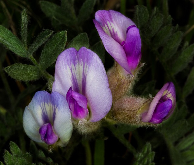 Astragalus purshii - Pursh's Locoweed 16-7690.jpg